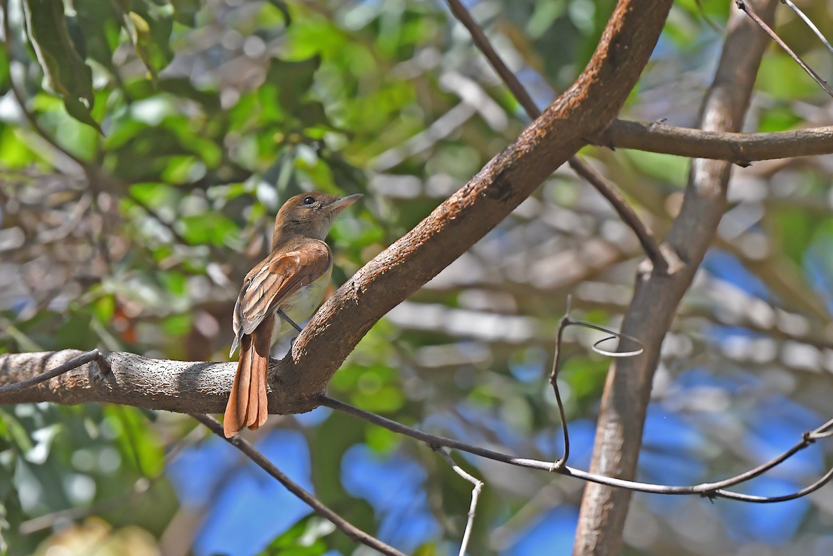 Ash-throated Casiornis - ML624074640