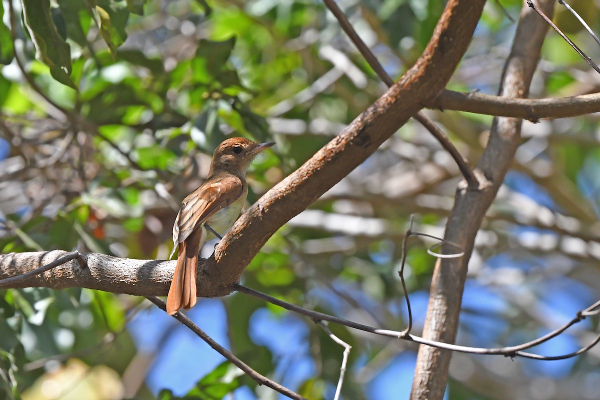 Ash-throated Casiornis - ML624074641