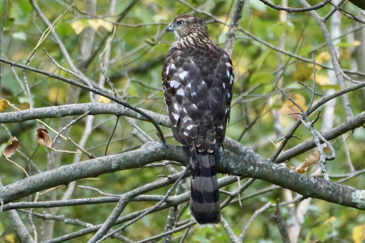 Cooper's Hawk - ML624074642