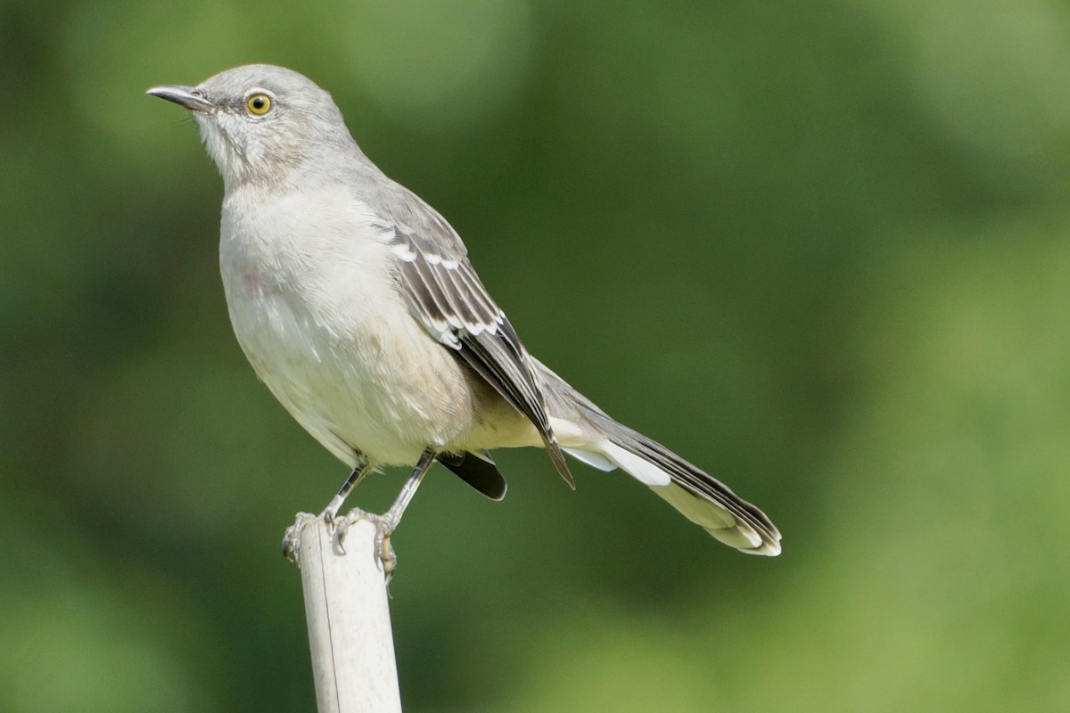 Northern Mockingbird - ML624074650