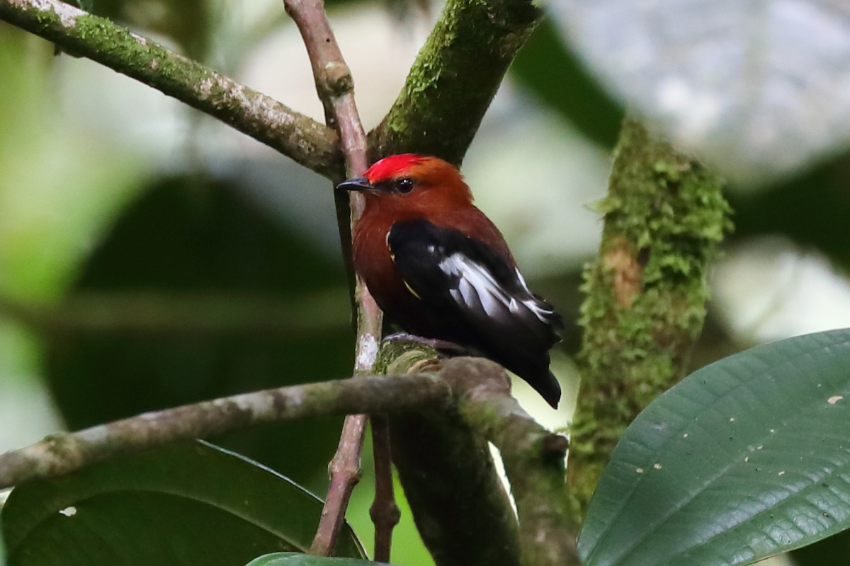 Club-winged Manakin - ML624074663