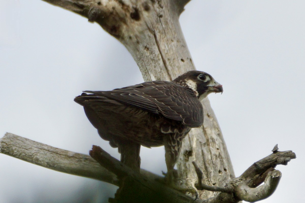 Peregrine Falcon - ML624074671