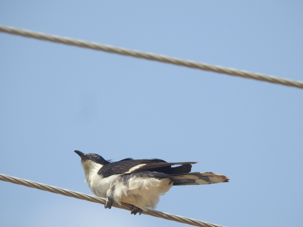 Pied Cuckoo - ML624074679