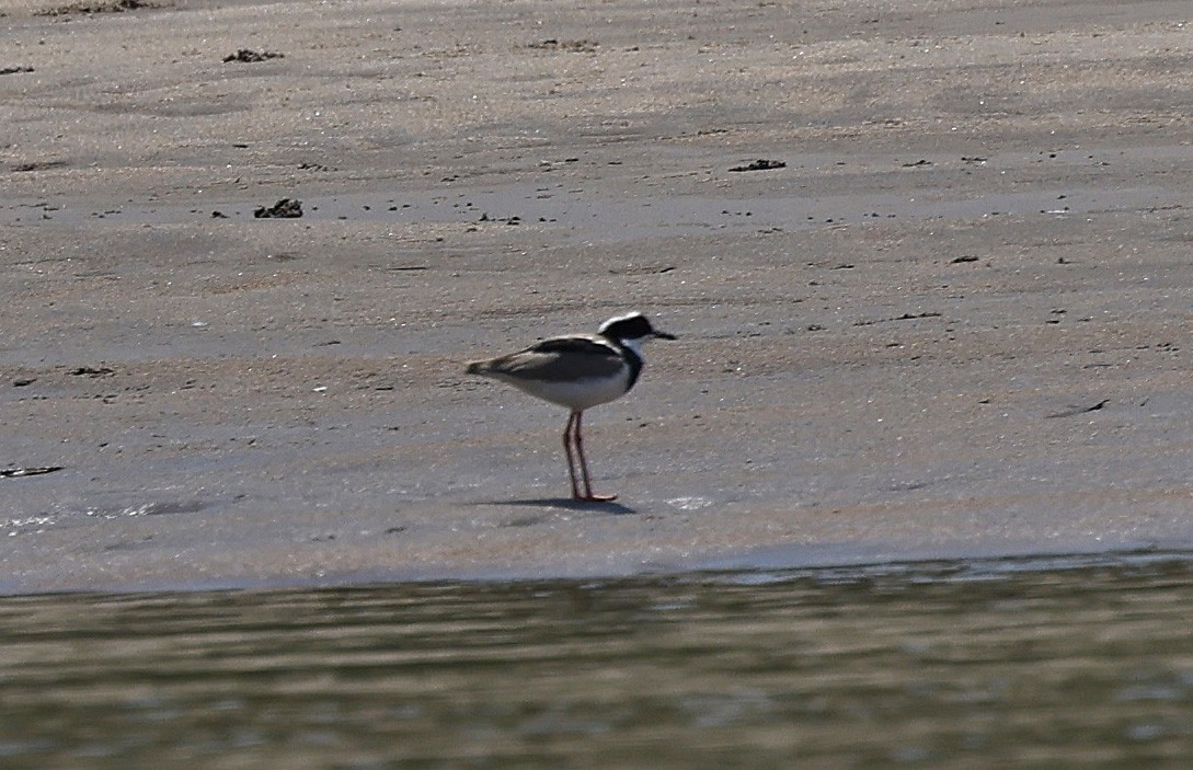 Pied Plover - ML624074688