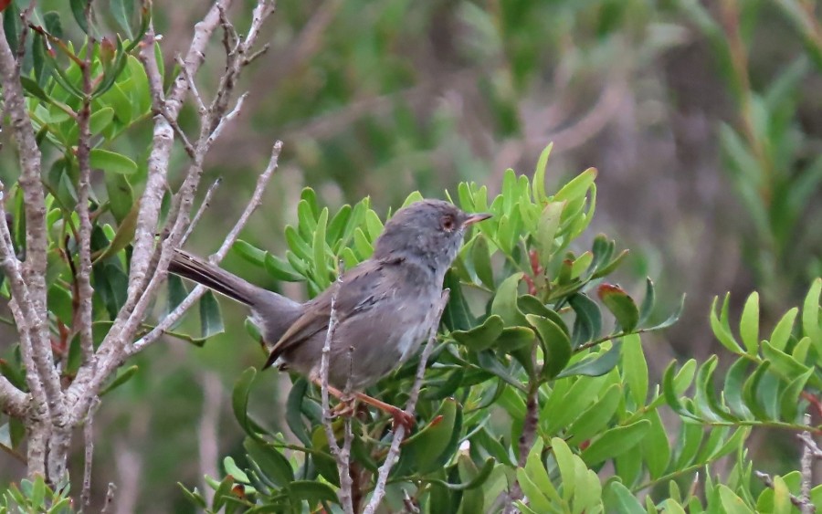 Marmora's Warbler - ML624074690