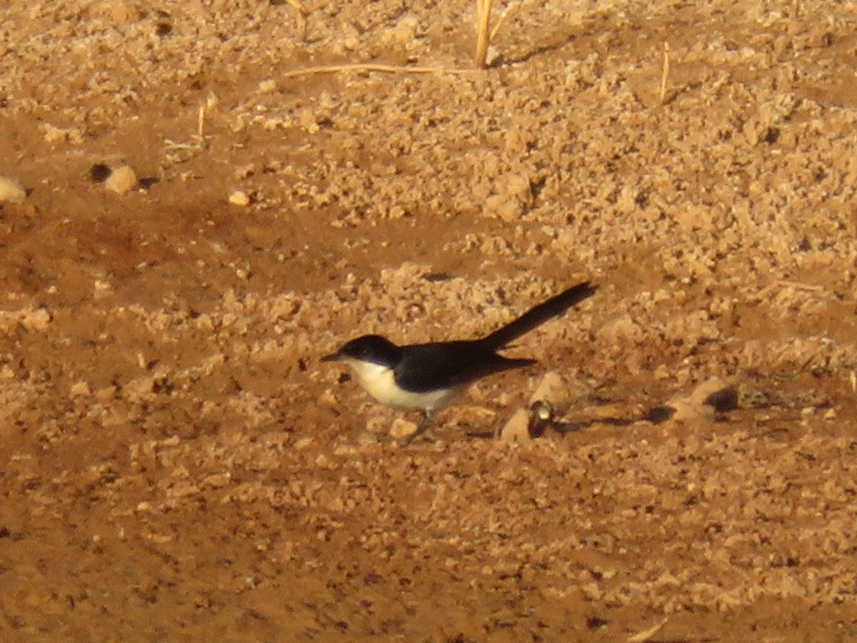 Restless Flycatcher - Christine D