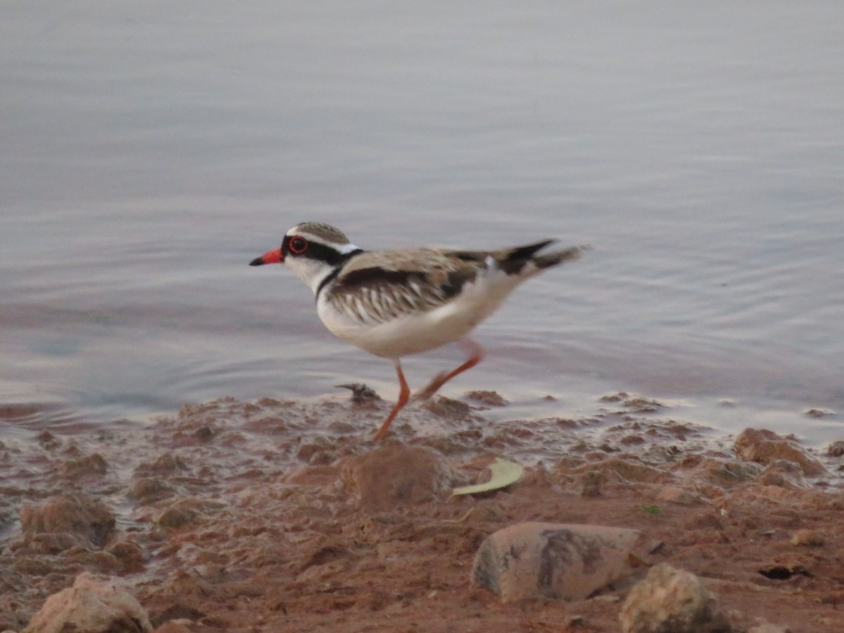 Black-fronted Dotterel - Christine D