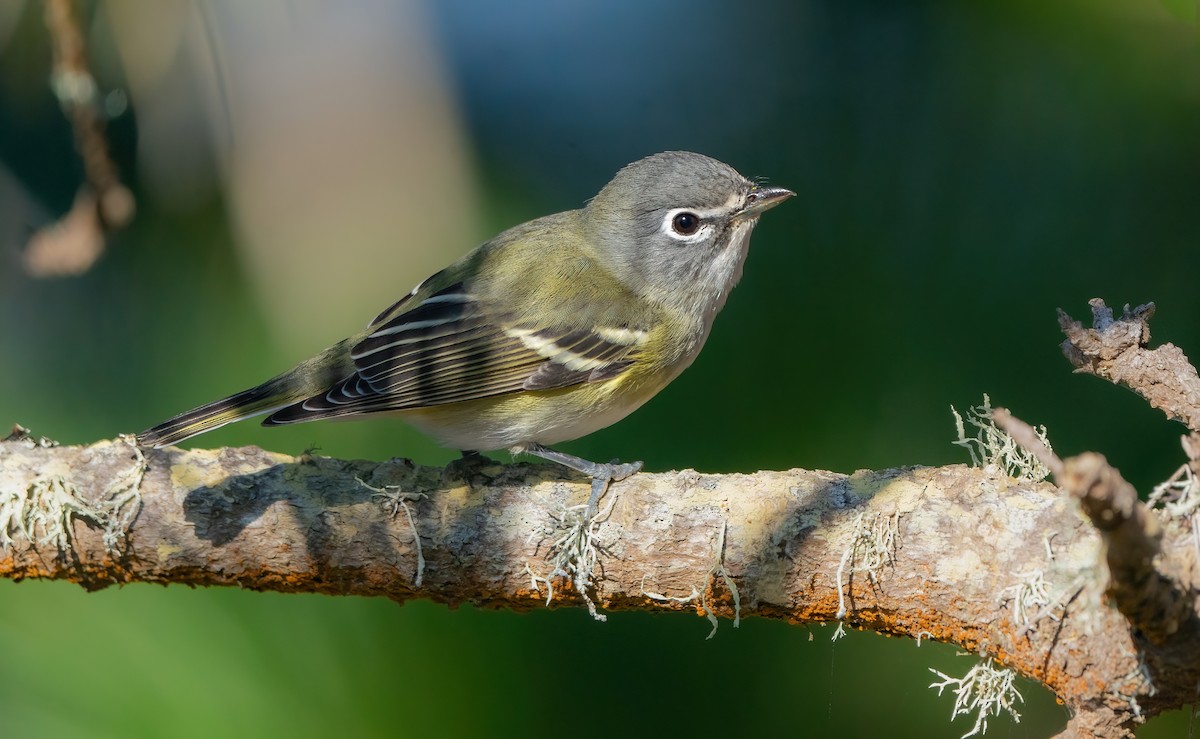 Blue-headed Vireo - Derek Lecy