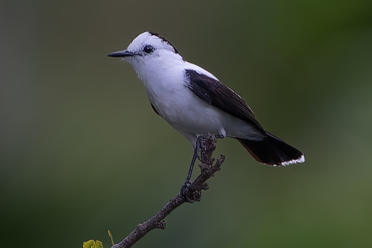 Pied Water-Tyrant - ML624074817