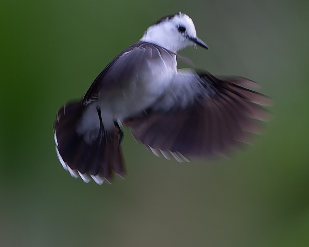 Pied Water-Tyrant - ML624074818