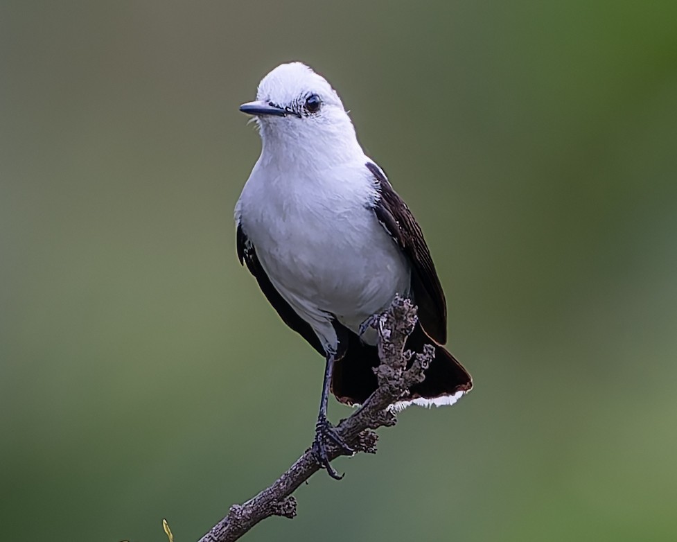 Pied Water-Tyrant - ML624074819