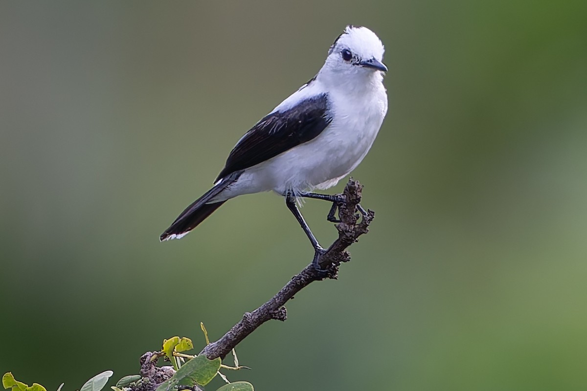 Pied Water-Tyrant - ML624074820