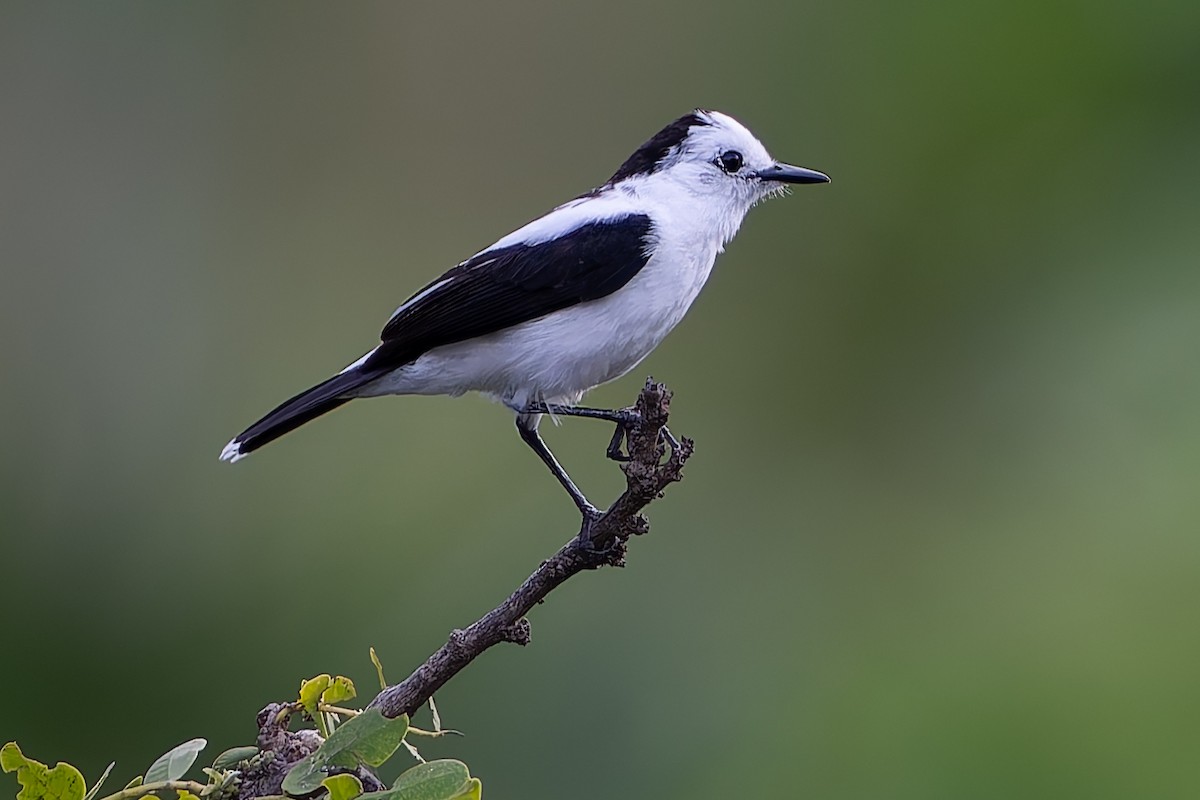 Pied Water-Tyrant - ML624074822