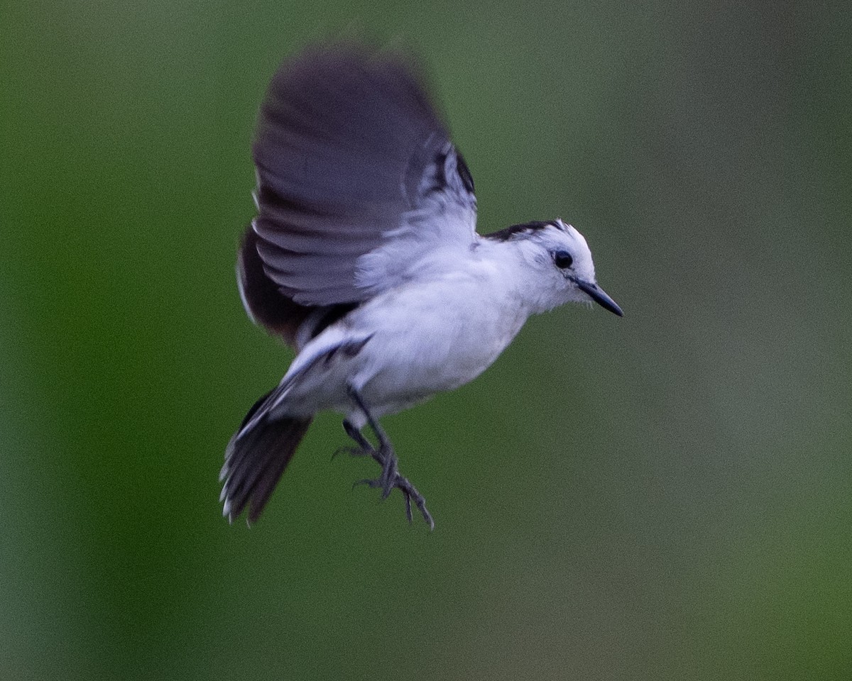 Pied Water-Tyrant - ML624074823