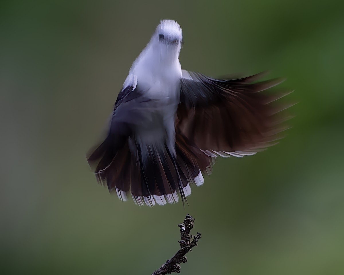 Pied Water-Tyrant - ML624074825