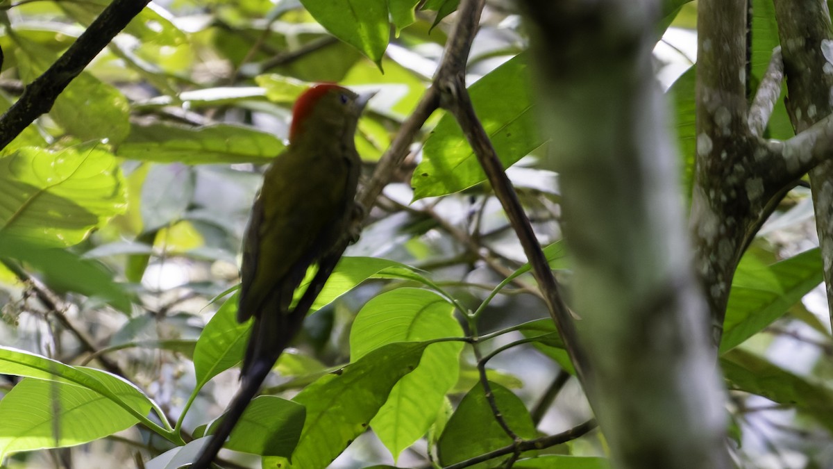 Bamboo Woodpecker - ML624074834