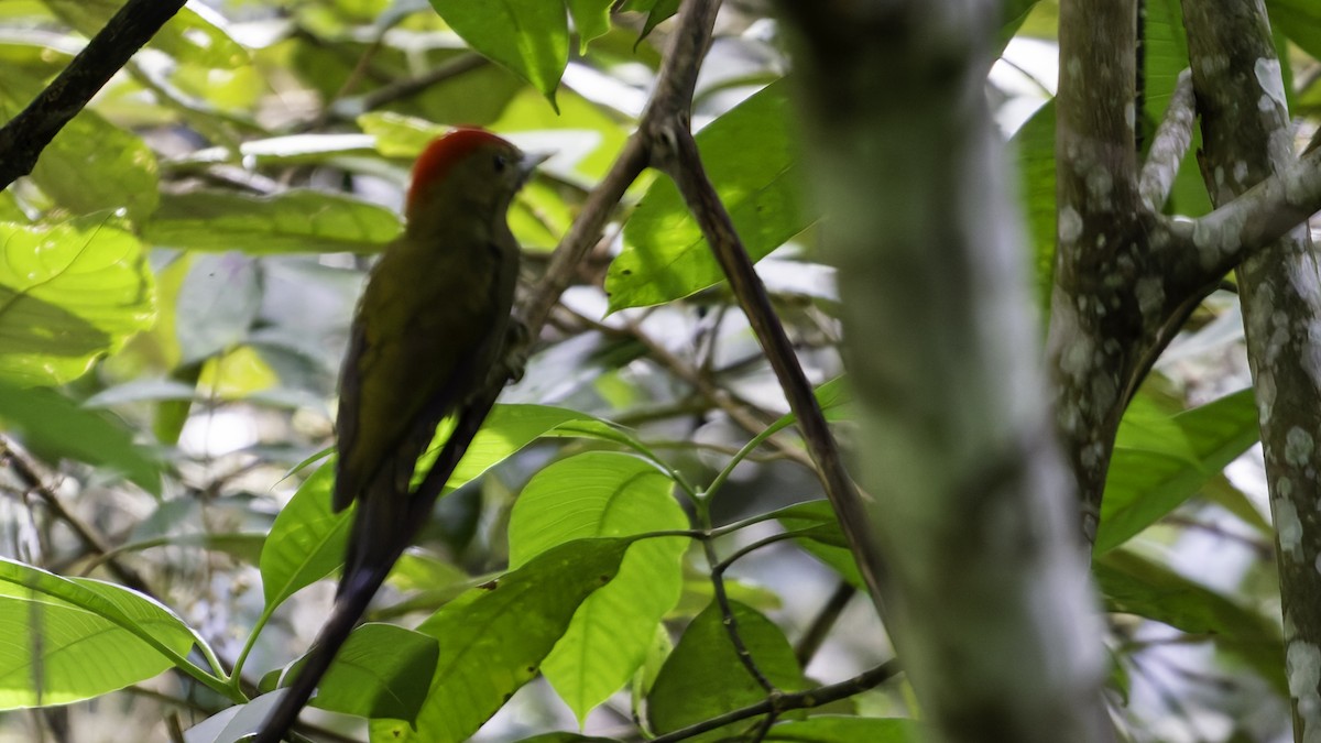 Bamboo Woodpecker - ML624074835