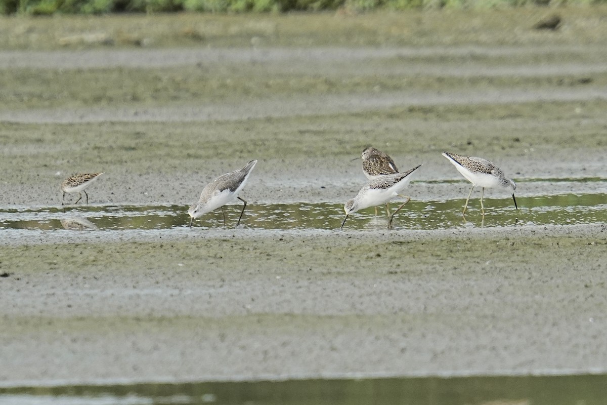 Marsh Sandpiper - ML624074845