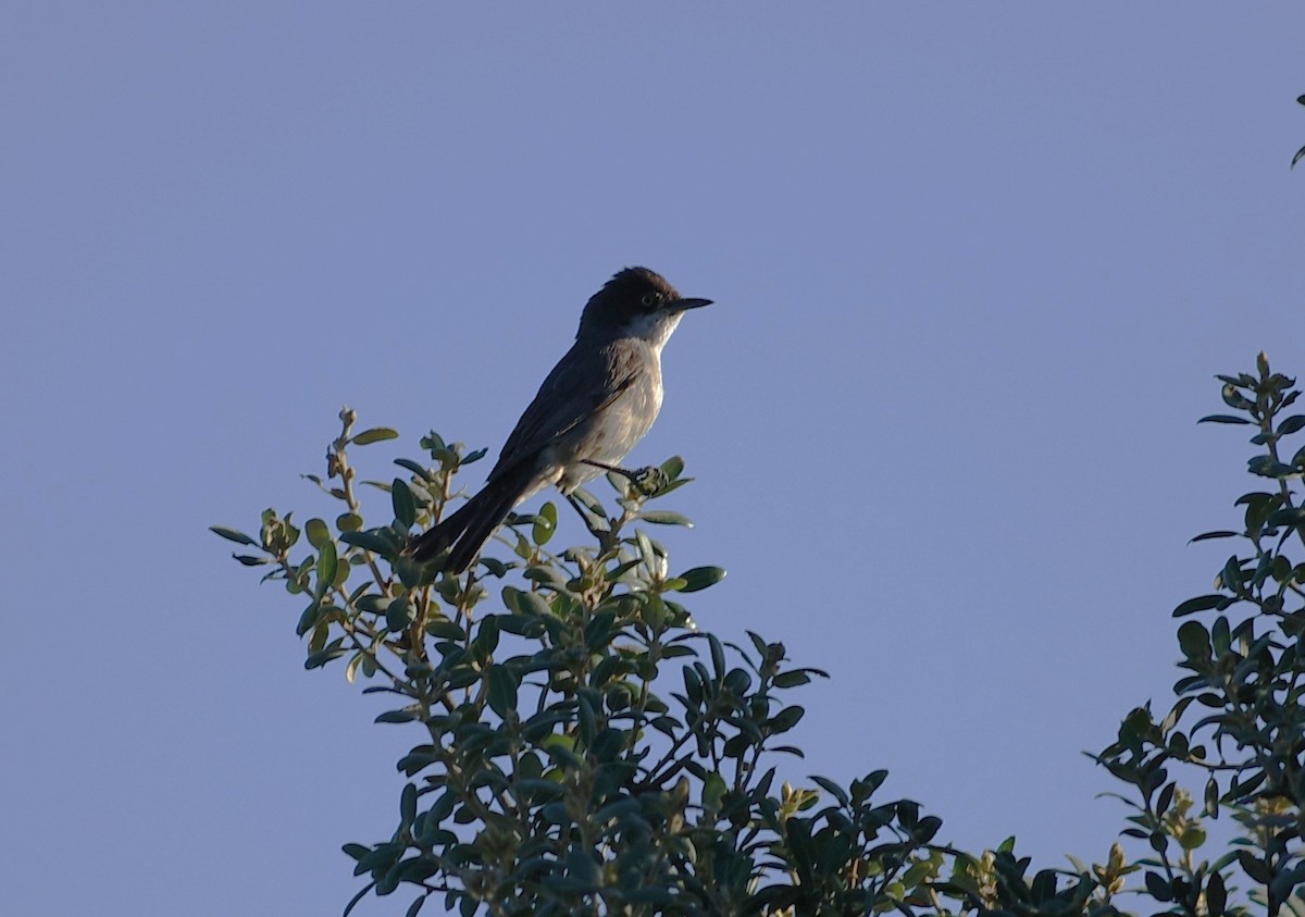 Western Orphean Warbler - ML624074864