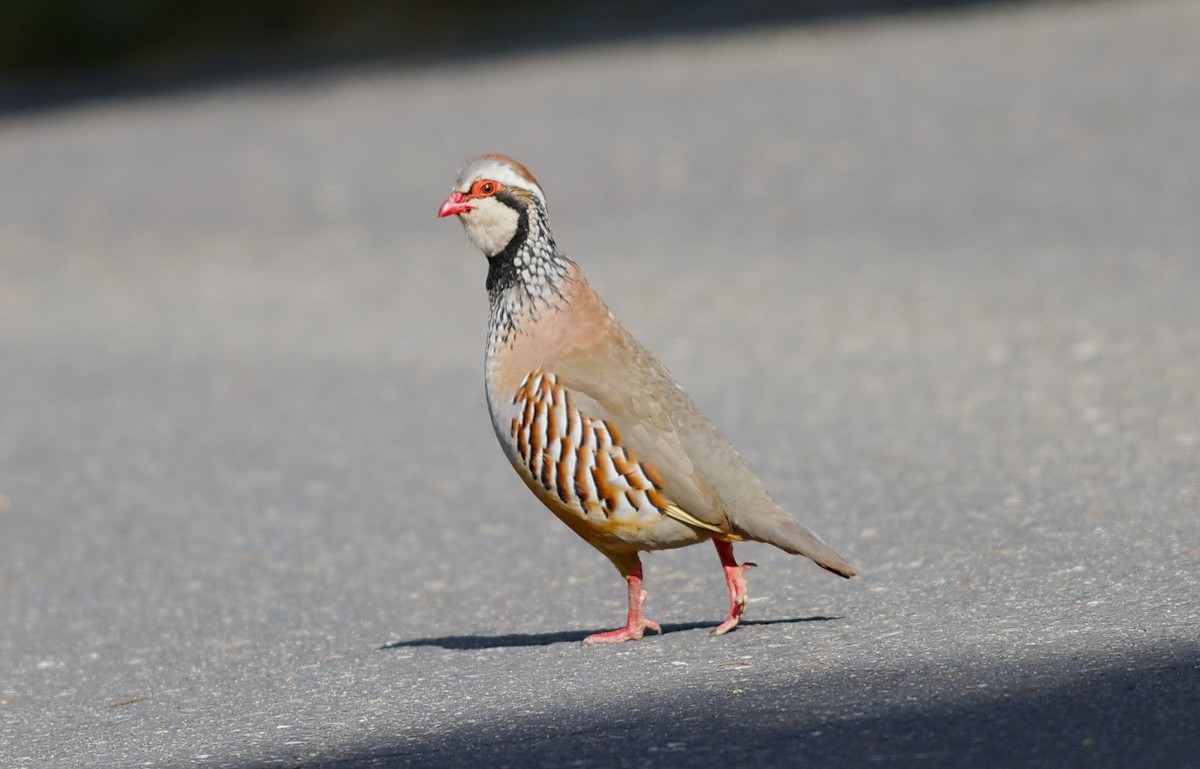 Red-legged Partridge - ML624074899