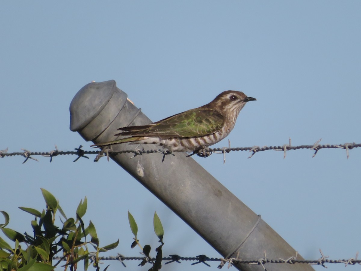 Horsfield's Bronze-Cuckoo - ML624074904