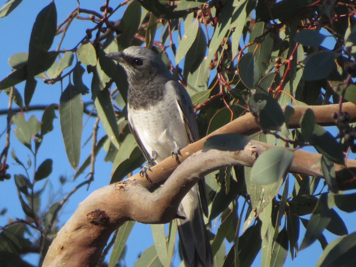 White-bellied Cuckooshrike - ML624074936