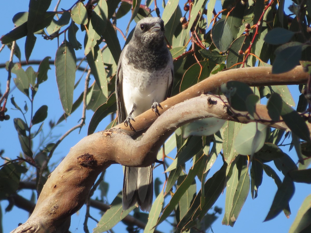 White-bellied Cuckooshrike - ML624074940