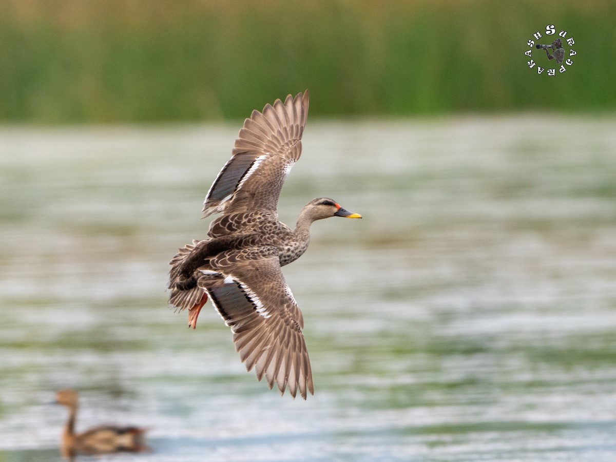 Indian Spot-billed Duck - ML624074953