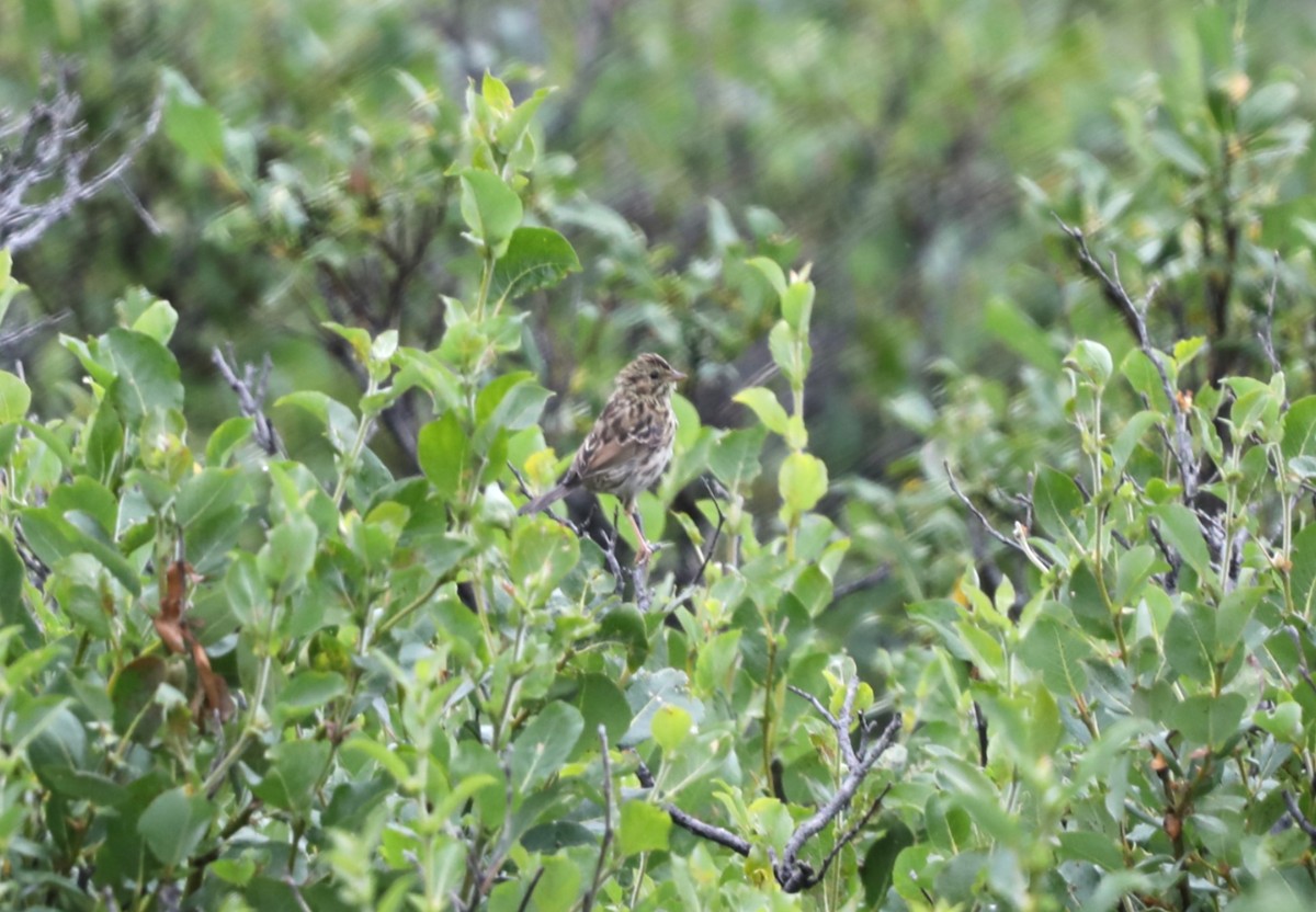 Savannah Sparrow - ML624074996