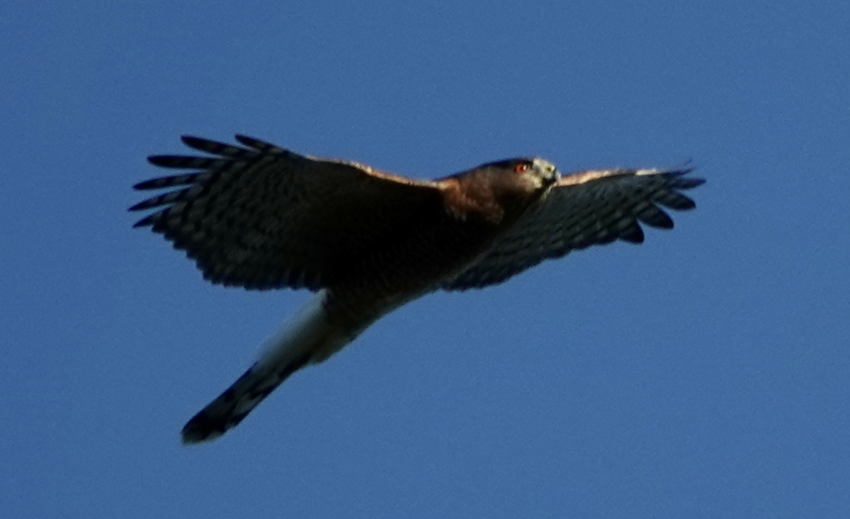 Cooper's Hawk - ML624074998
