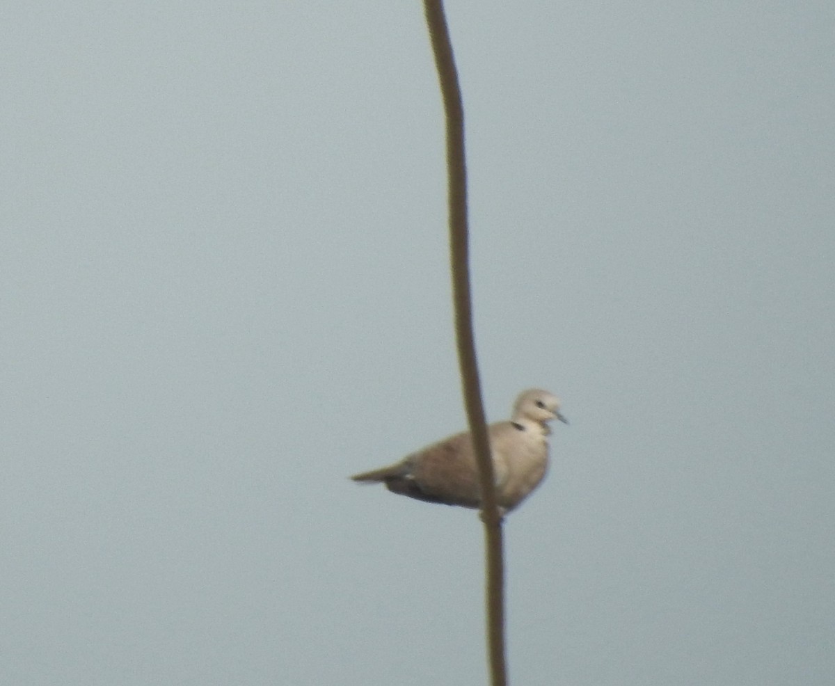 Eurasian Collared-Dove - Rajashree Kale