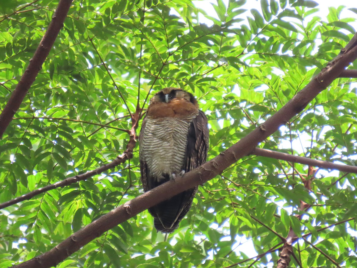 Brown Wood-Owl (Bornean) - ML624075013