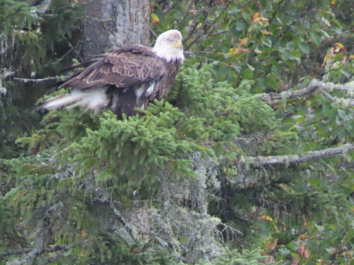 Bald Eagle - ML624075048