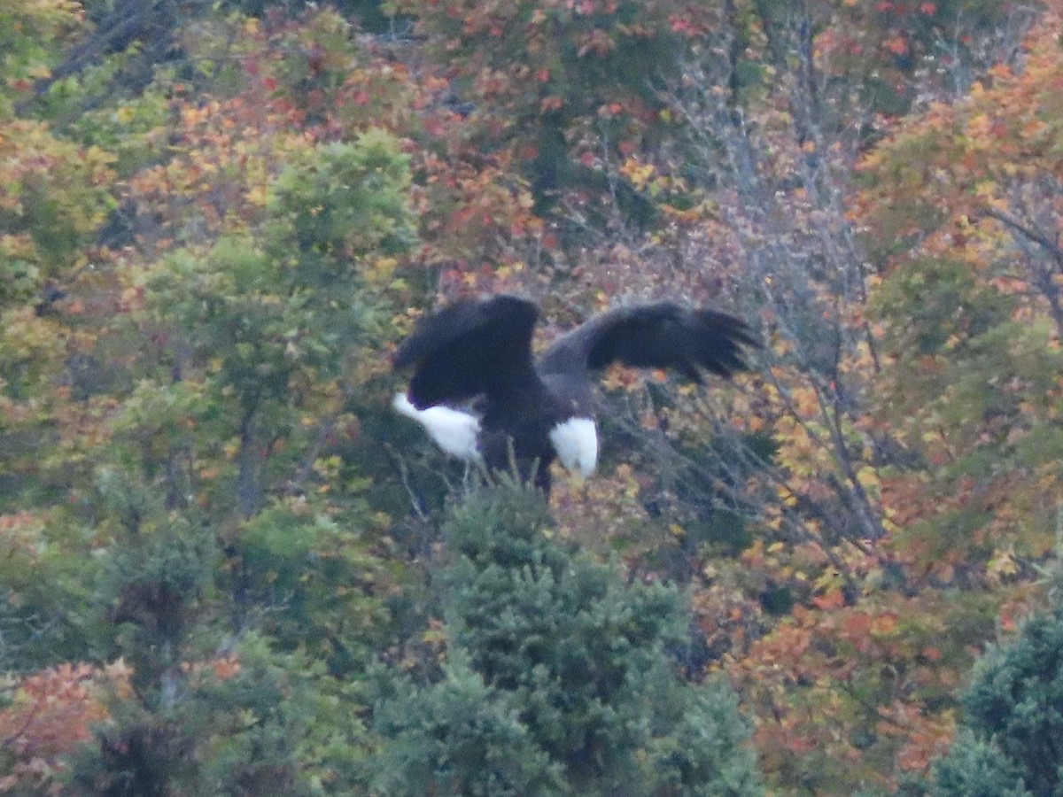 Bald Eagle - ML624075066