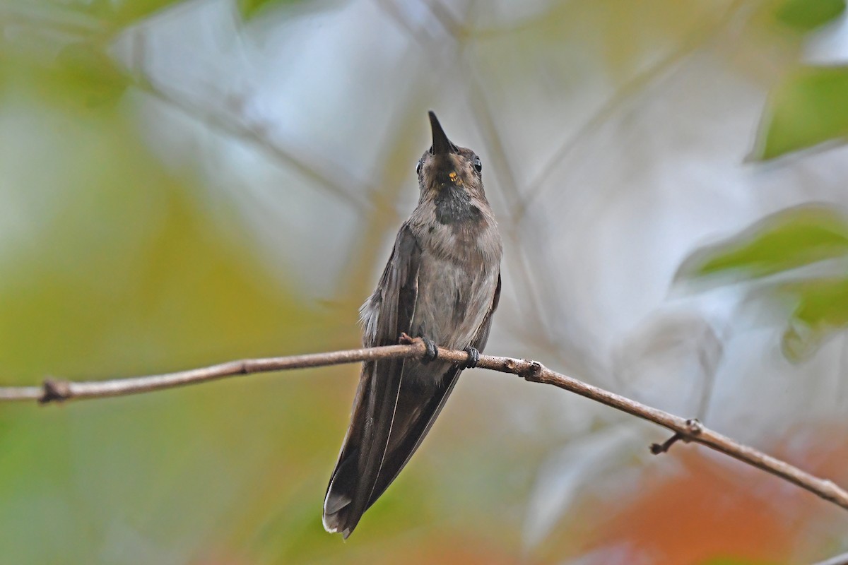 Ruby-topaz Hummingbird - ML624075067