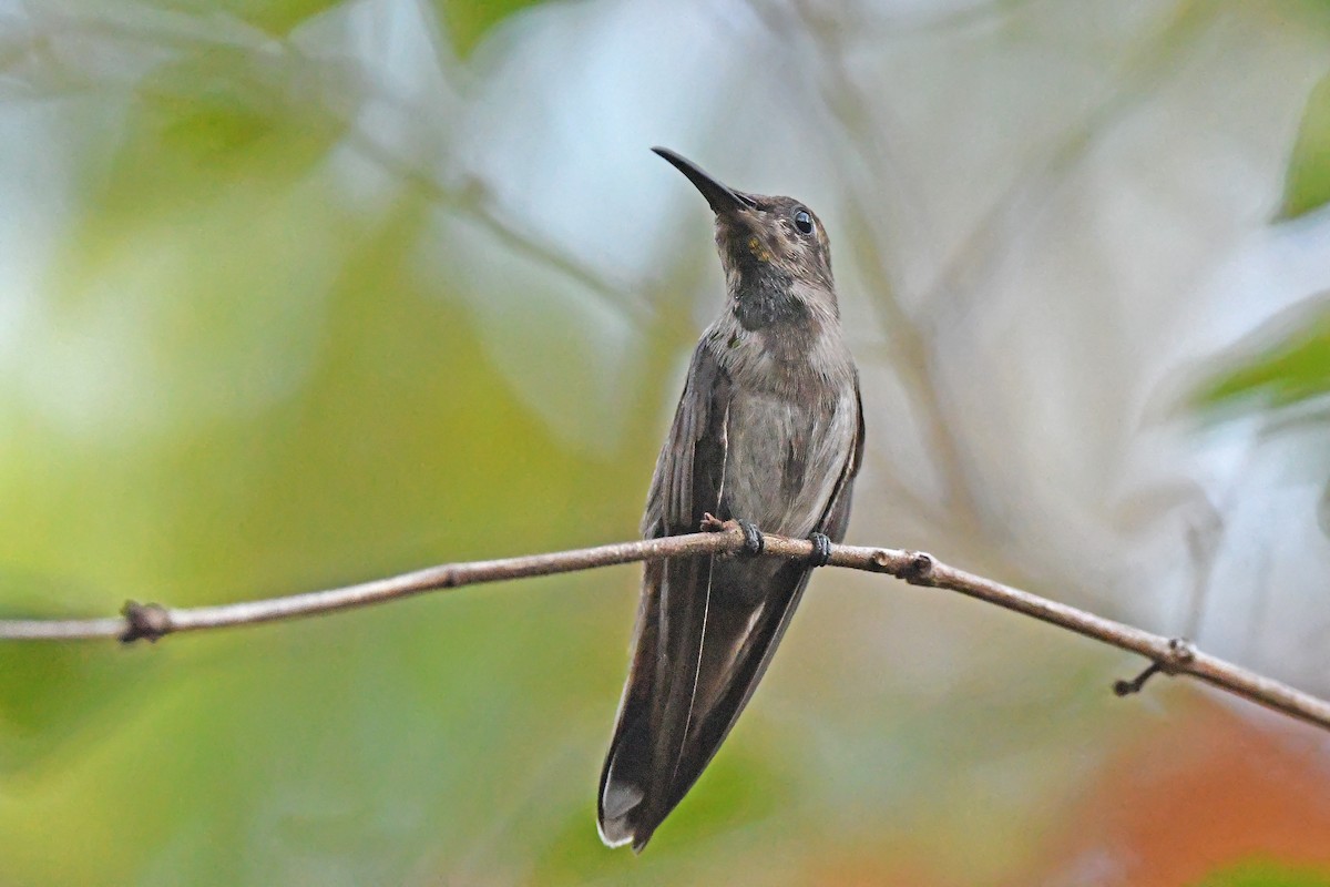 Ruby-topaz Hummingbird - ML624075068