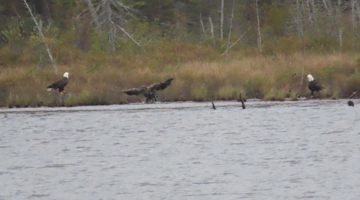 Bald Eagle - ML624075140