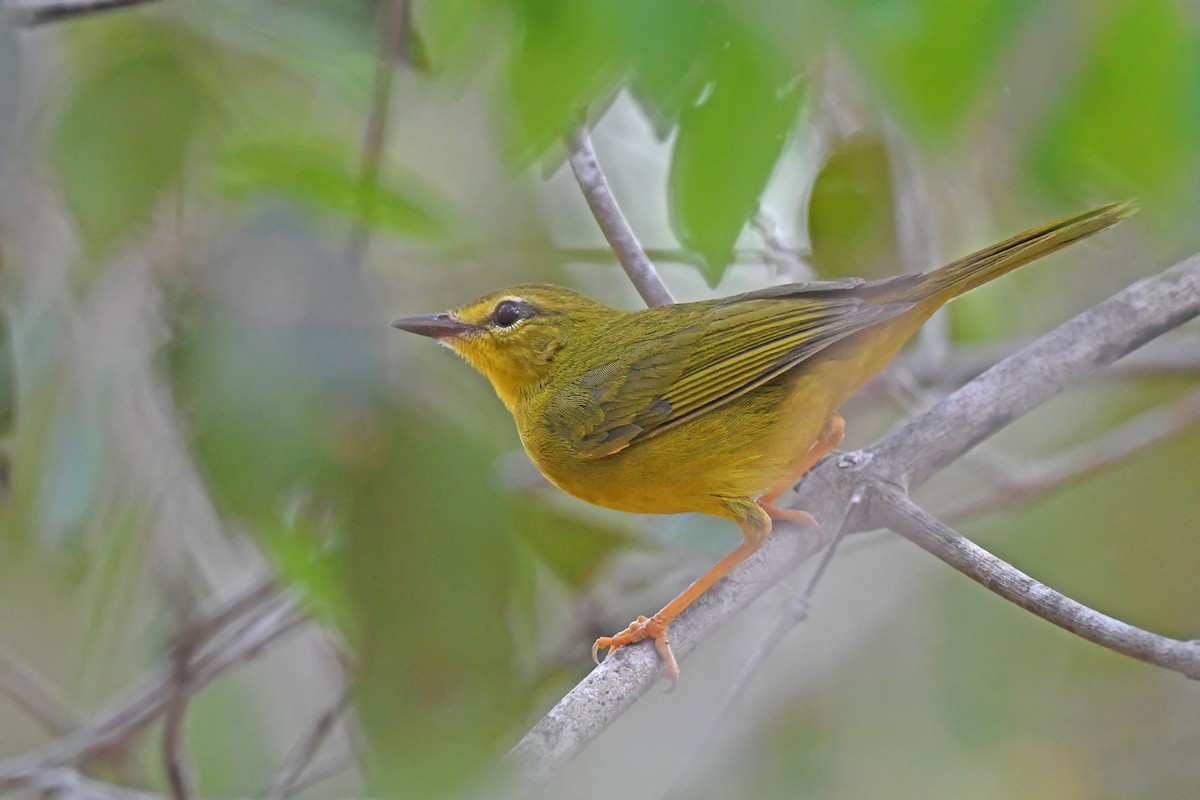 Flavescent Warbler - ML624075149