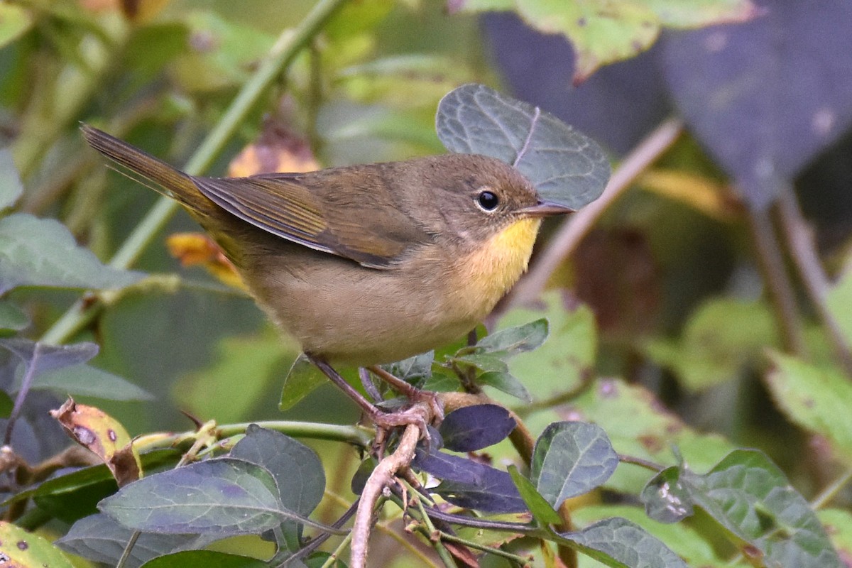 Common Yellowthroat - ML624075180