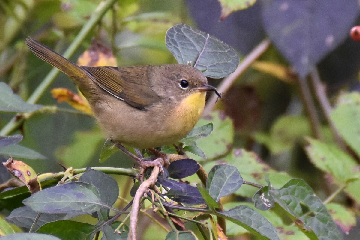 Common Yellowthroat - ML624075181