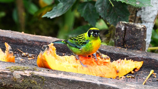 Green-and-gold Tanager - ML624075188