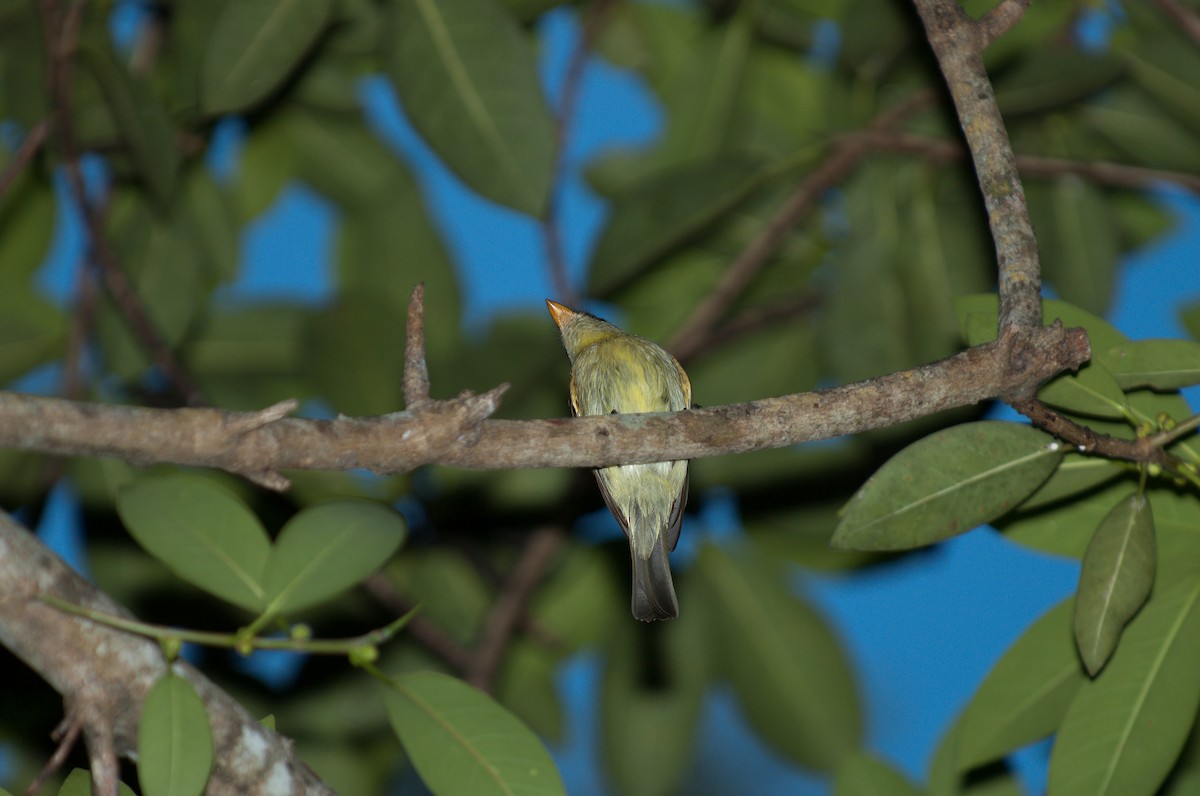 Yellow-bellied Flycatcher - ML624075235