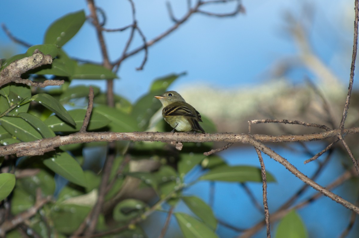 Yellow-bellied Flycatcher - ML624075236