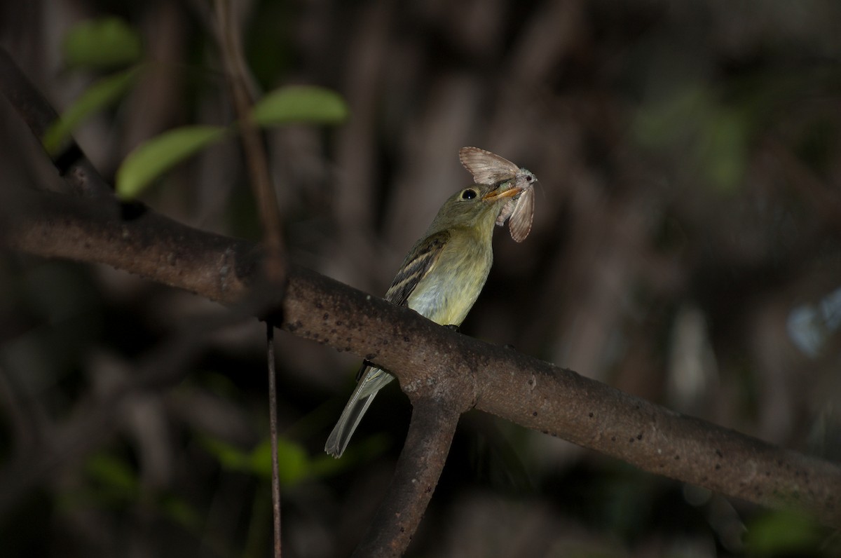 Yellow-bellied Flycatcher - ML624075237