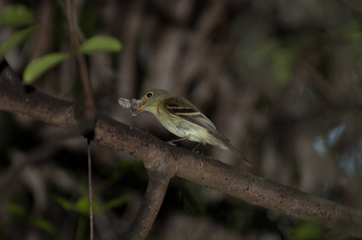 Yellow-bellied Flycatcher - ML624075238