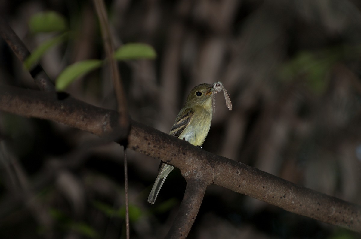 Yellow-bellied Flycatcher - ML624075239