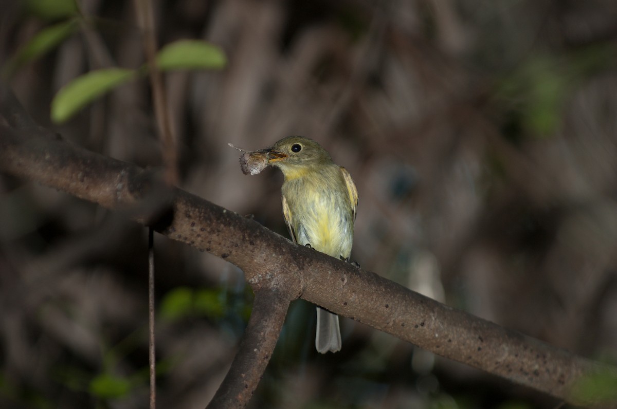 Yellow-bellied Flycatcher - ML624075240