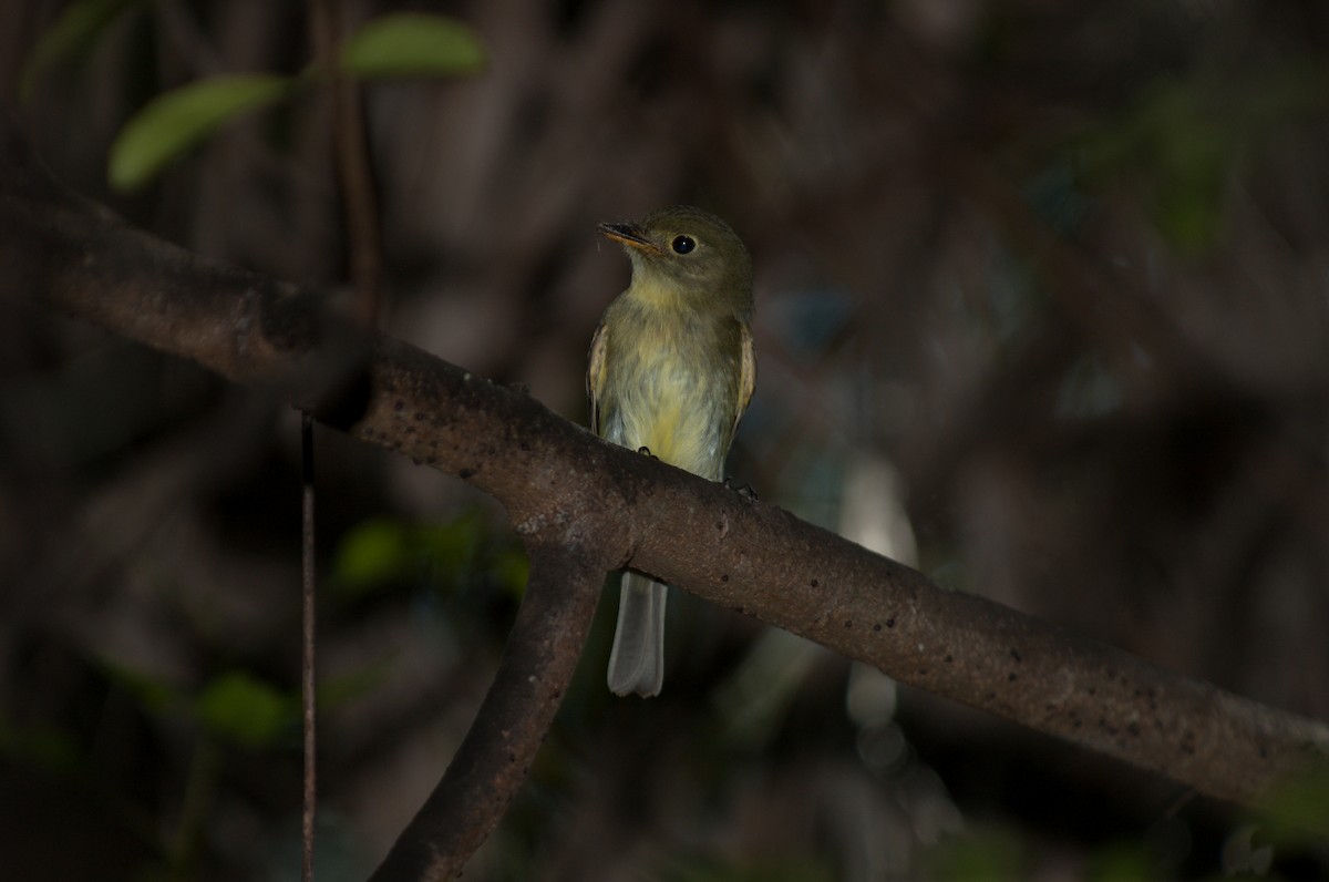 Yellow-bellied Flycatcher - ML624075241