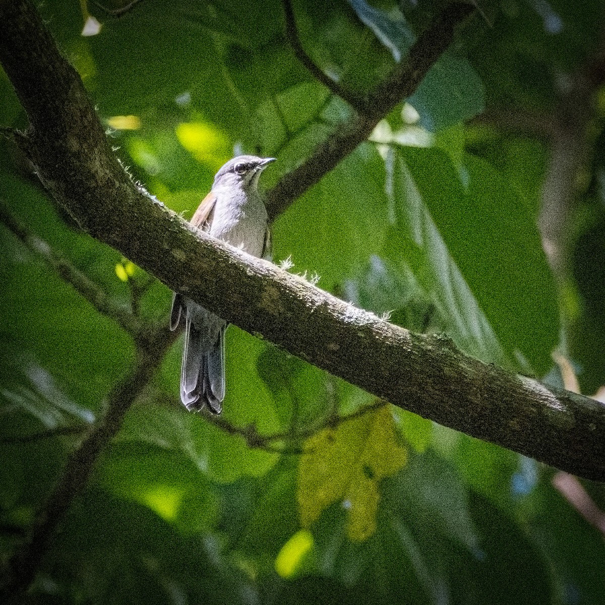 Brown-backed Solitaire - ML624075308