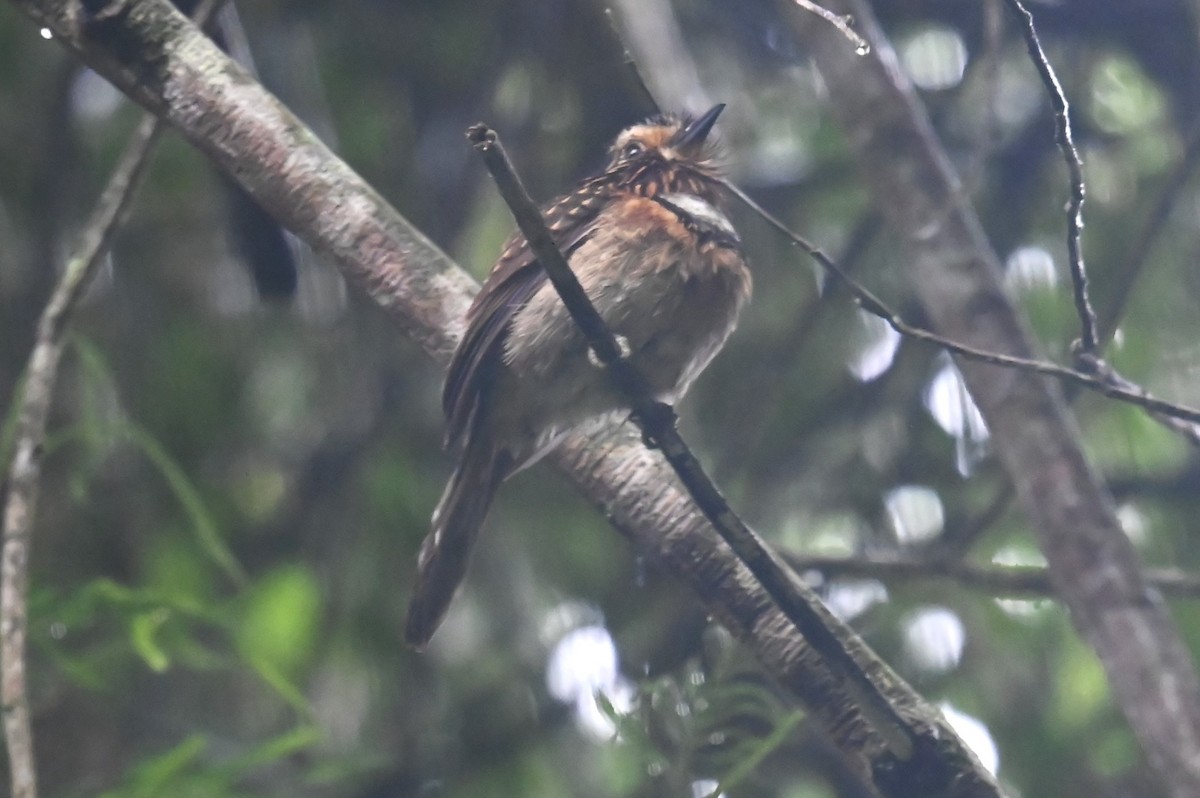 Crescent-chested Puffbird - ML624075311